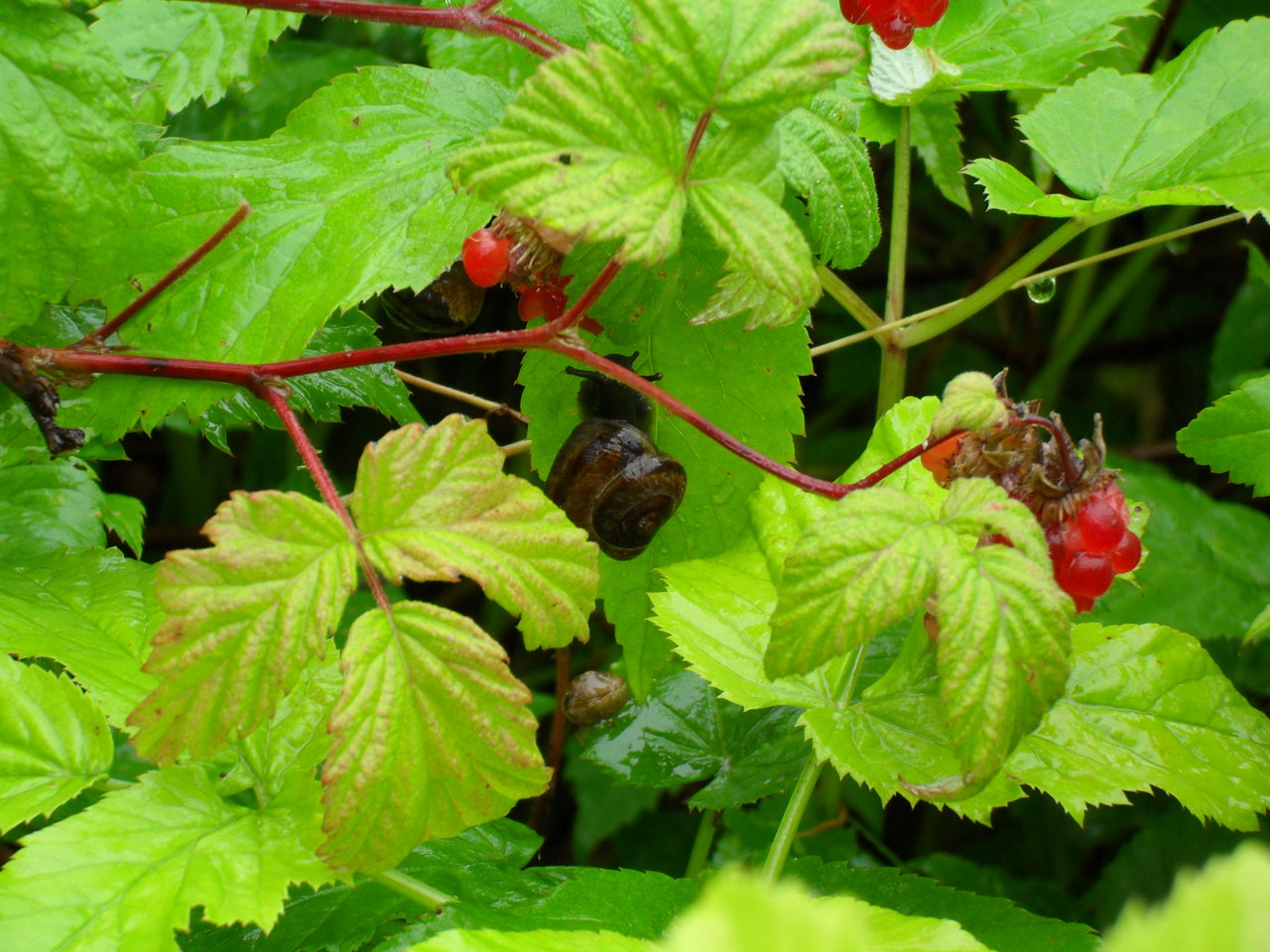 Listy maliníku a ostružiníku: lékárna na vaší zahradě